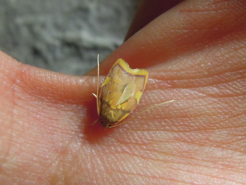 Carcina quercana -  Peleopodidae